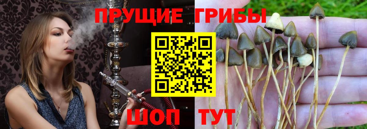даркнет сайт  Вход с VPN  Миллерово  Галлюциногенные грибы Magic Shrooms 